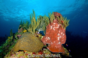 Roatan Reef Scenic by David Gilchrist 